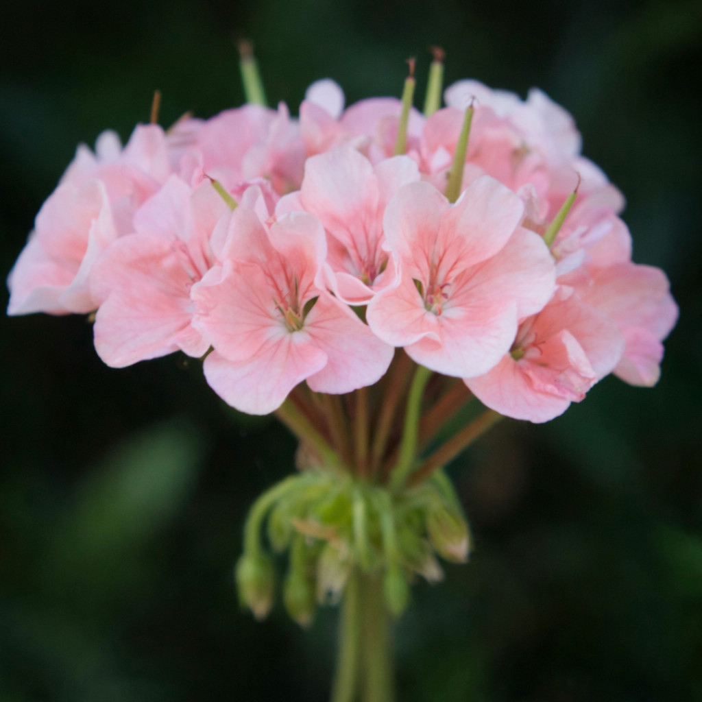 100+ Geranium Seeds -Coral Quartz- Fragrant – Fresh Flower Seeds Non GMO