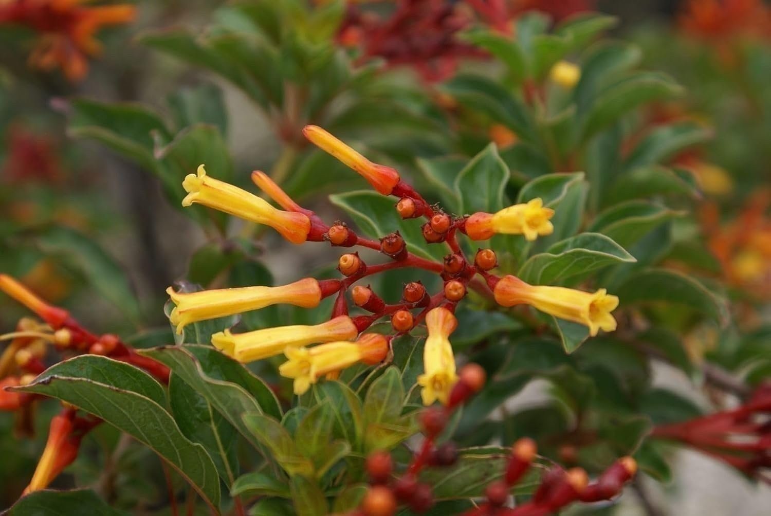 Firebush Dwarf | Quart | Hamelia patens | Low Maintenance | Hardy