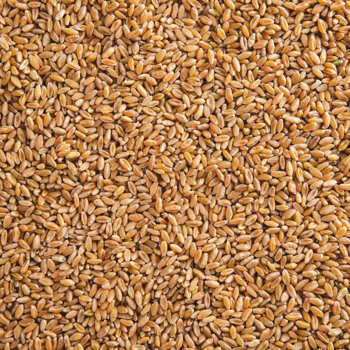 Duram Wheat Berries (5 Lb) / Natural / Glyphosate Free / Pasta / Empanadas