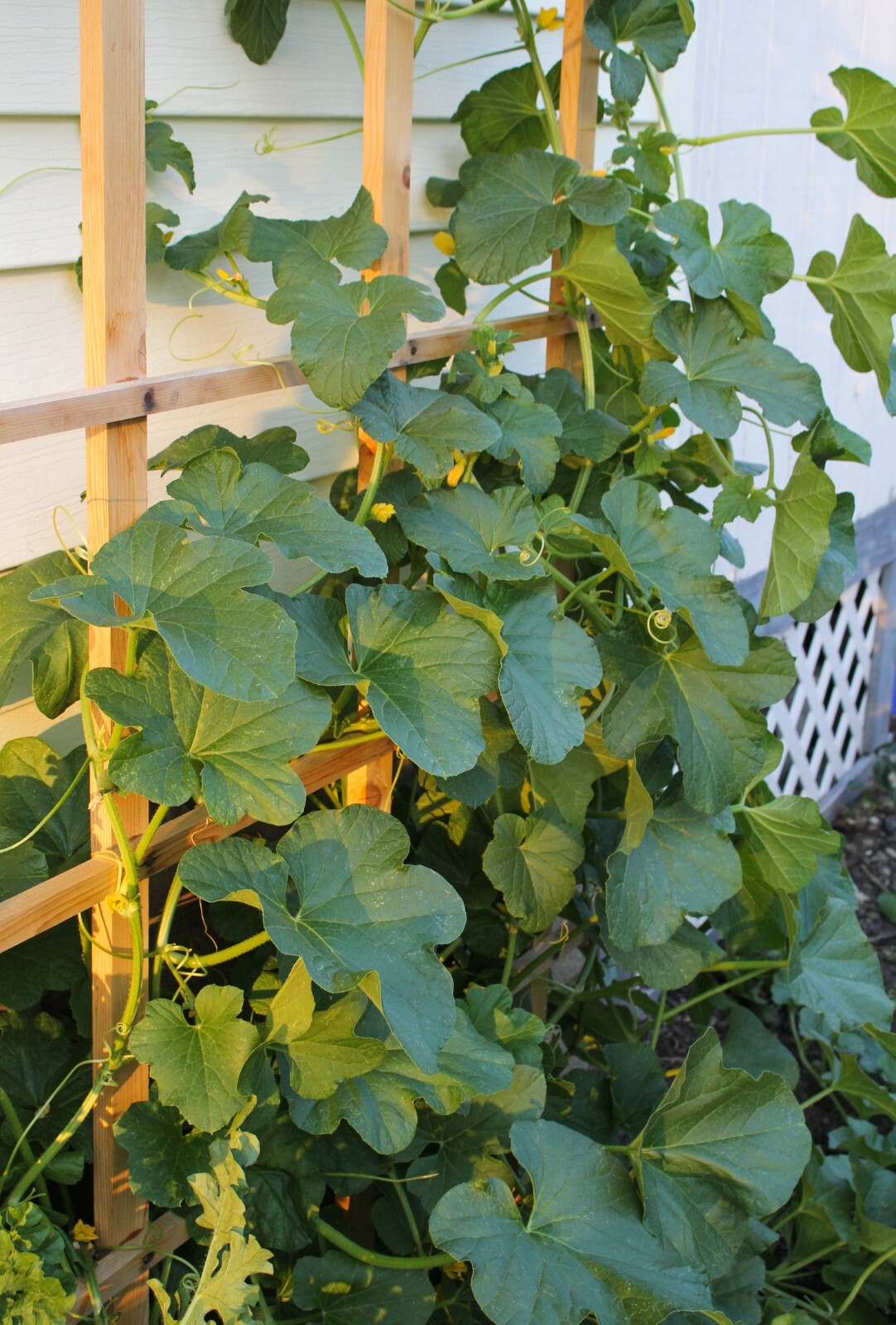 cucumber seeds many varieties YOU CHOOSE all NON GMO easy to grow pickles