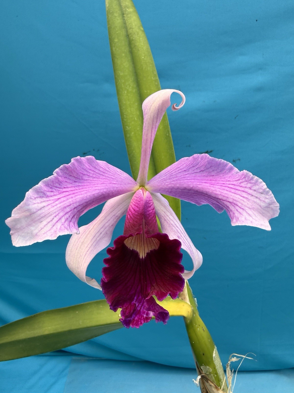 Cattleya purpurata gilbert X Atropurpurea Fragrant Orchid Species 4” Pot (CJ08)