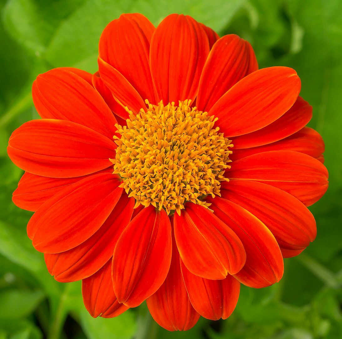 100 Seeds, Mexican Sunflower Seeds – Red B145, Home Garden DIY