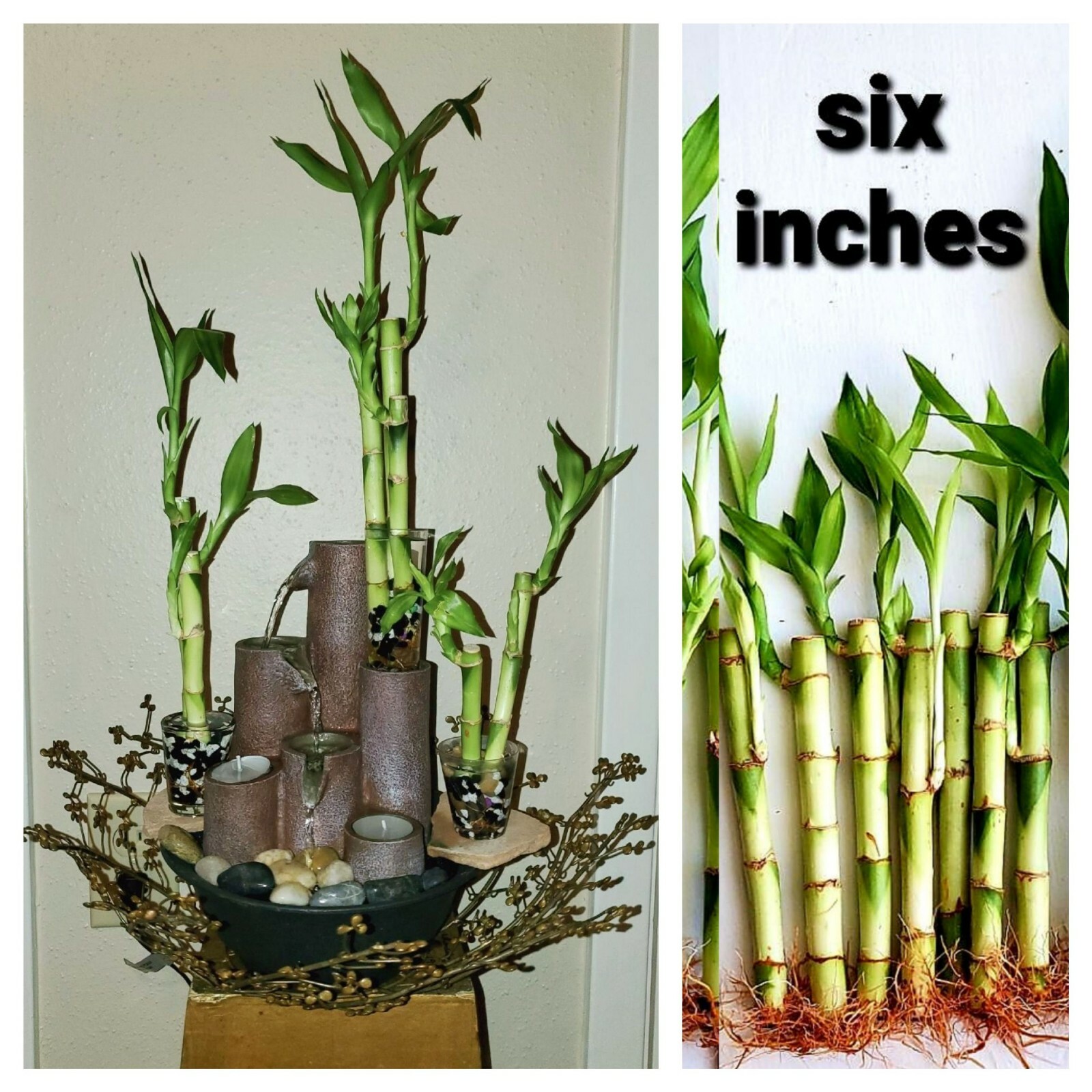 6″ Lucky Bamboo Plant 5 Stalks, Feng Shui, GIFT, LIVE PLANT Free Shipping