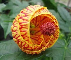 20 Crimson Gold Chinese House garden flower seeds for spring summer Gold Red co
