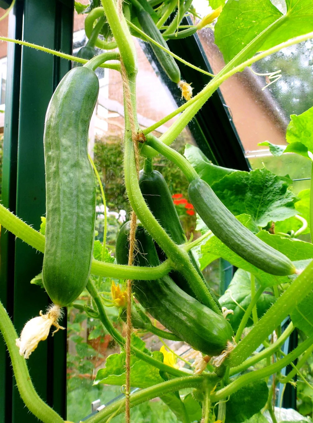Diva Seedless Persian Cucumber Seeds – For 2026 Planting AAS Winner Thin-Skinned