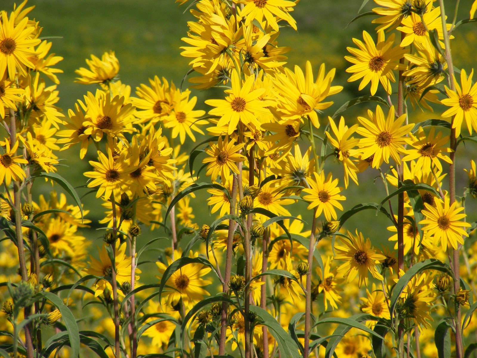 Maximilian Sunflower Seeds | Prairie Sun Flower Perennial Wildflower Seed 2024