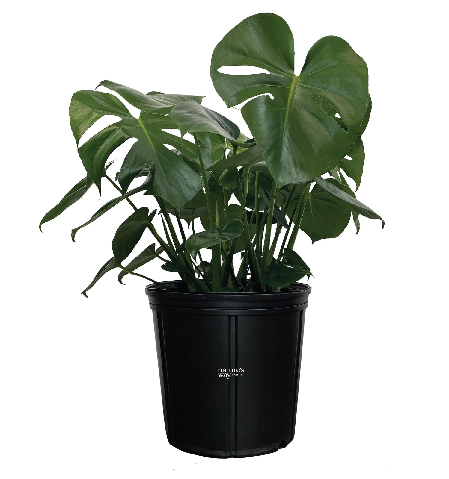 Monstera Swiss Cheese Plant Live Indoor Plant 2-3 Feet Tall NATURE’S WAY FARMS