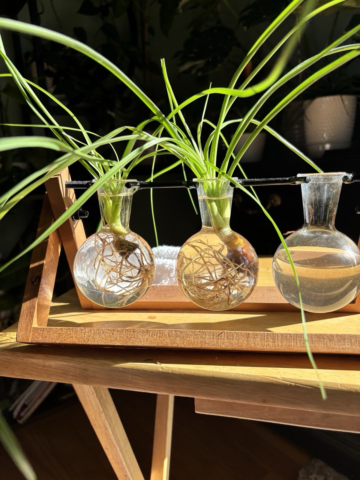 Ponytail Palm Rooted Start