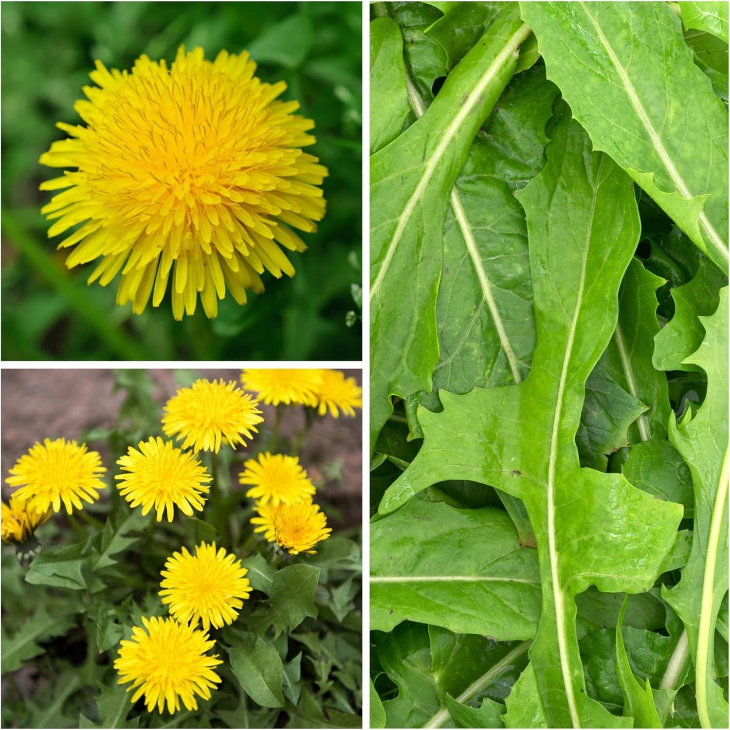 Dandelion Seeds for Planting Fresh Herbs | 10,000+ Untreated Seeds Non GMO He…