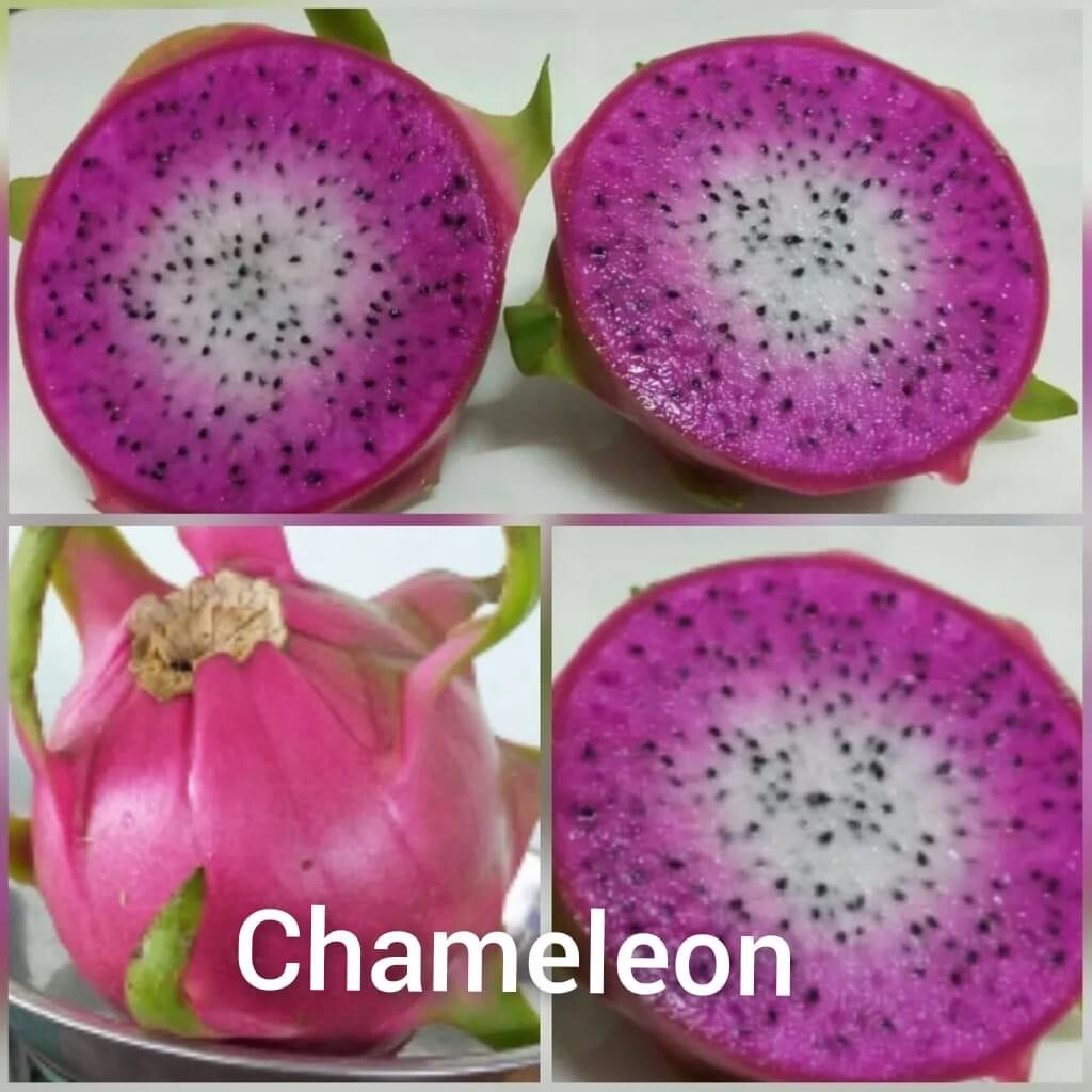 3 DRAGON FRUIT CUTTINGS 8-14 Inches check the description