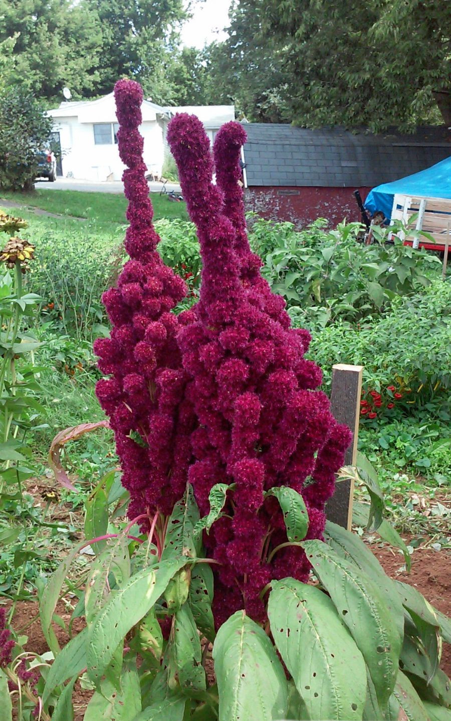 Elephant Head Amaranth HEIRLOOM 4-5 FT TALL – COMB. S/H SEE OUR STORE