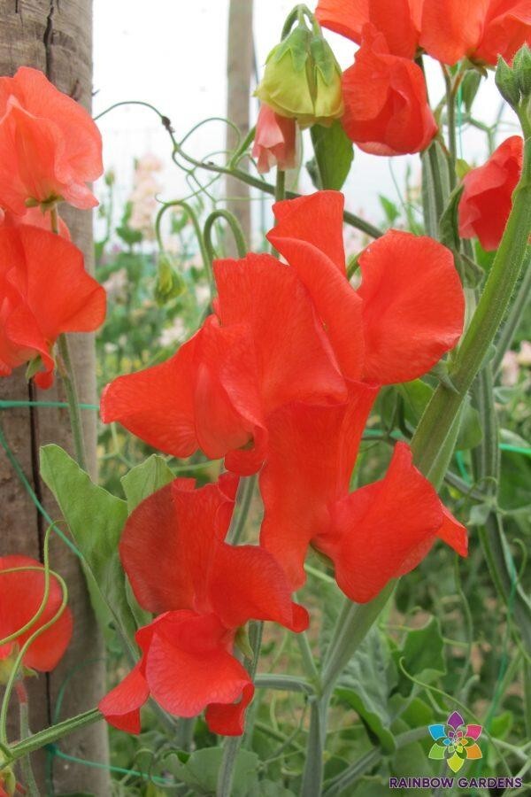 50+ Clementine Kiss Sweet Pea Seeds for Garden Planting – USA – FREE SHIPPING!