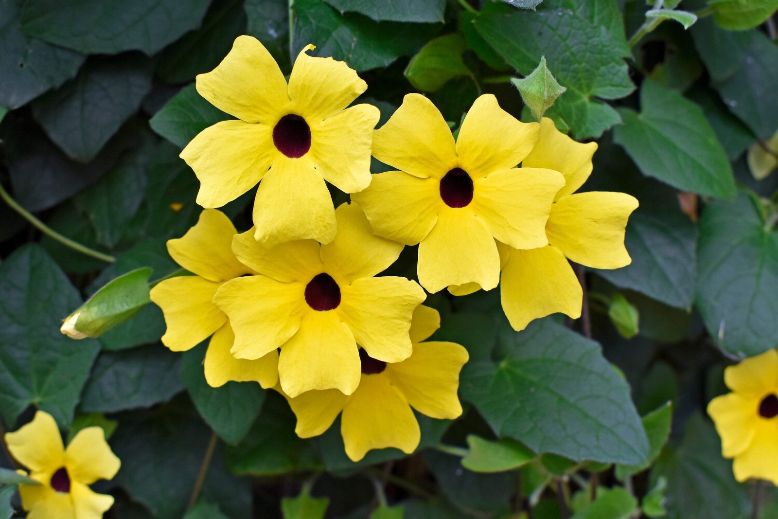 25 MIXED THUNBERGIA Alata VINE Black Eyed Susan Orange White Yellow Flower Seeds