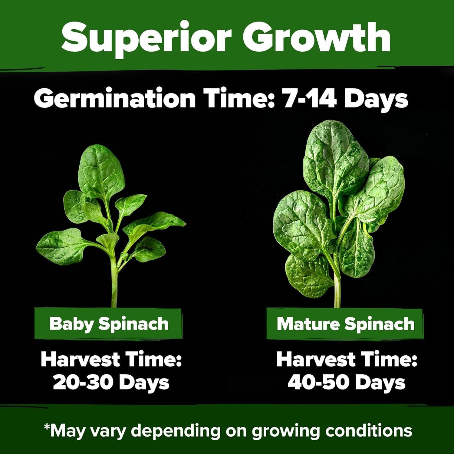 Heirloom Spinach Seeds 704+ – Low Maintenance, High Germination Success
