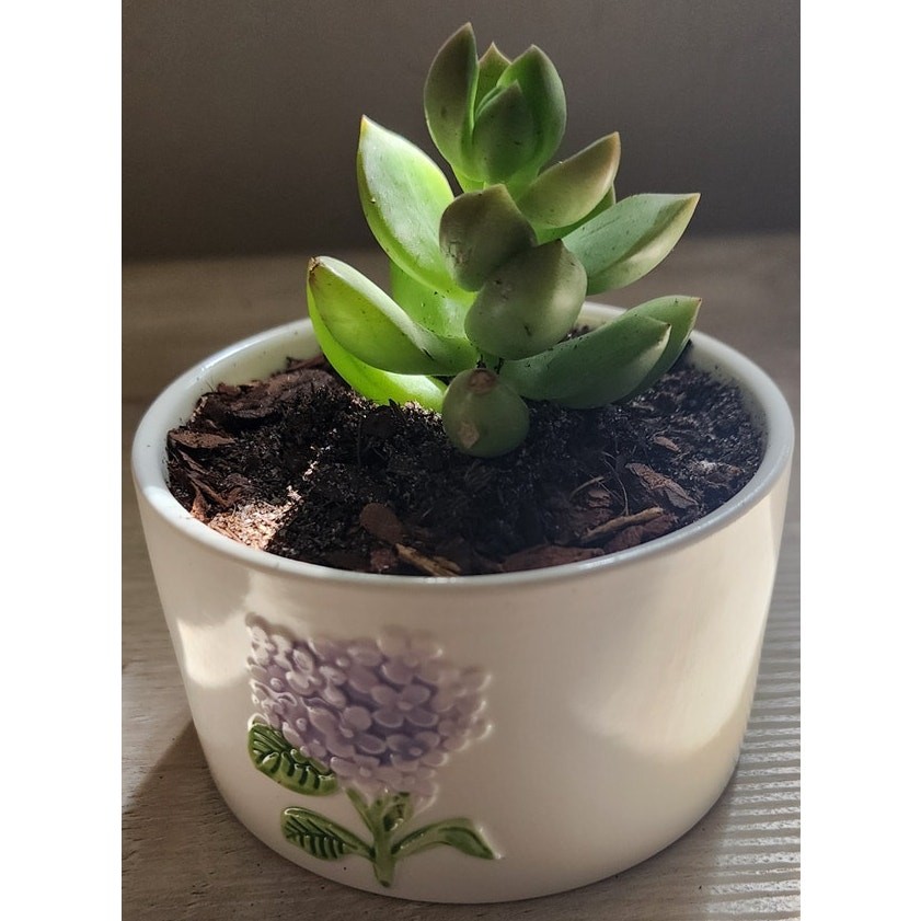 Succulent in Hydrangea Pot | Live Plant | Floral Ceramic Gift
