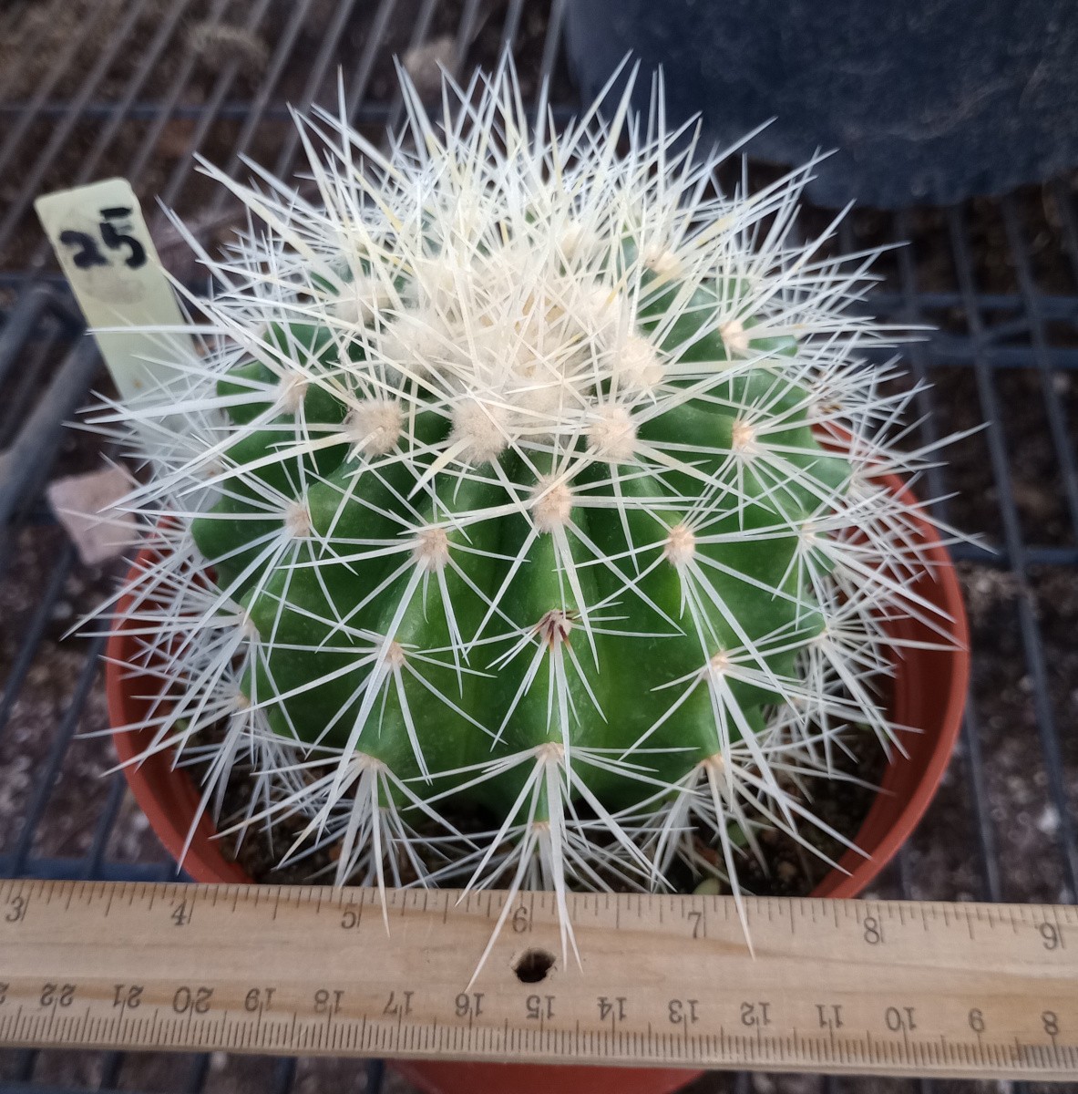 Echinocactus grusonii v. Albispina Golden Barrel Cactus White Spines 25