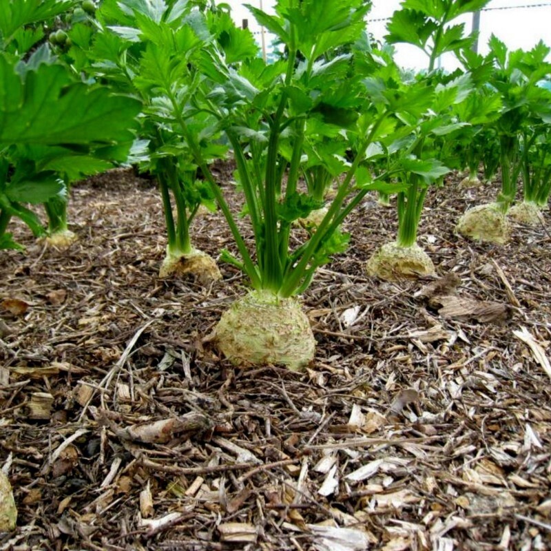 Giant Prague Celeriac Seeds 500+ Vegetable Garden NON-GMO USA FREE SHIPPING