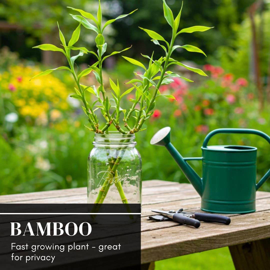 420 Giant Bamboo Seeds for Planting – Fast Growing Bamboo Ideal Privacy Scree…