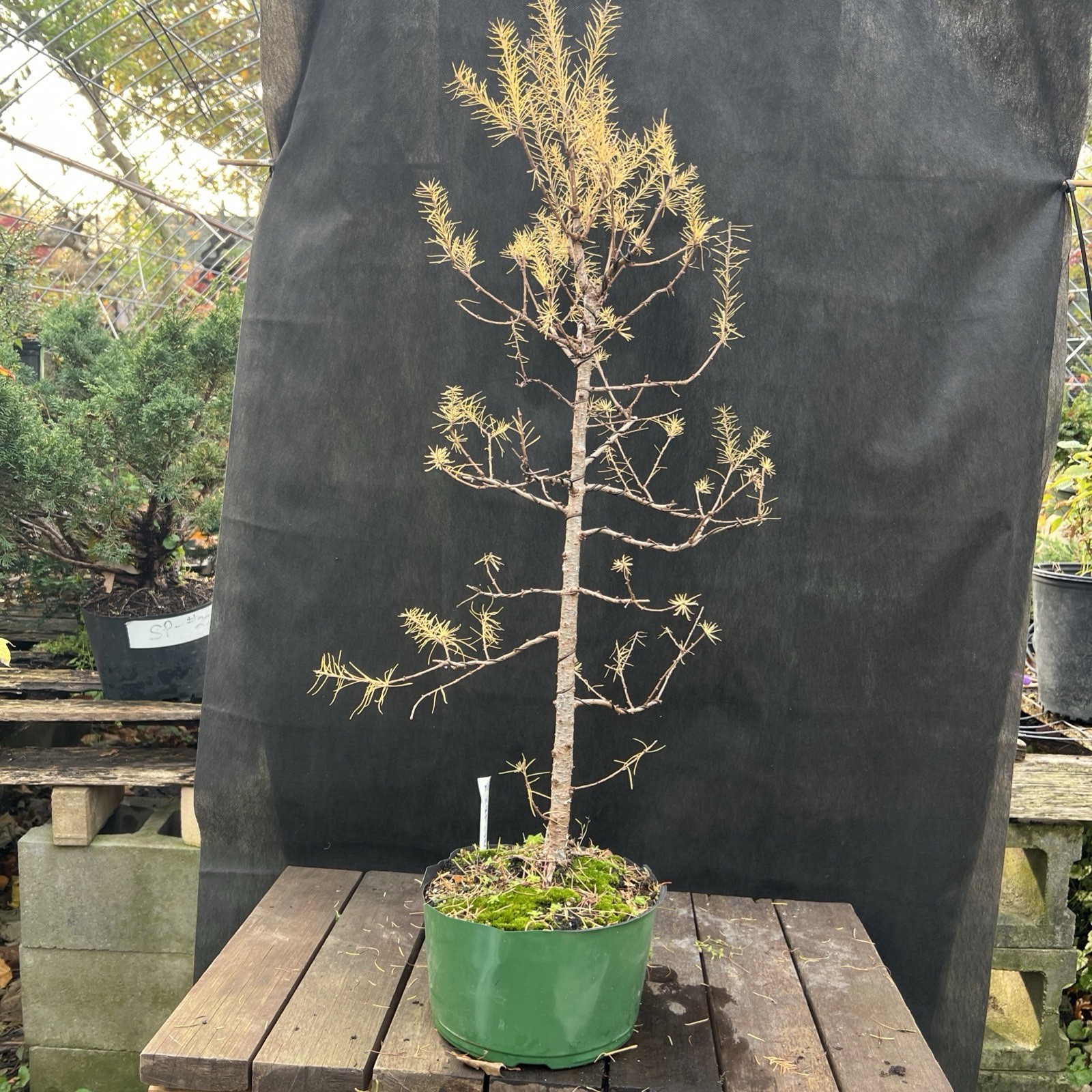American Larch ￼ Collected Pre-Bonsai Material ￼ 30 ” tall from top 36″ Total