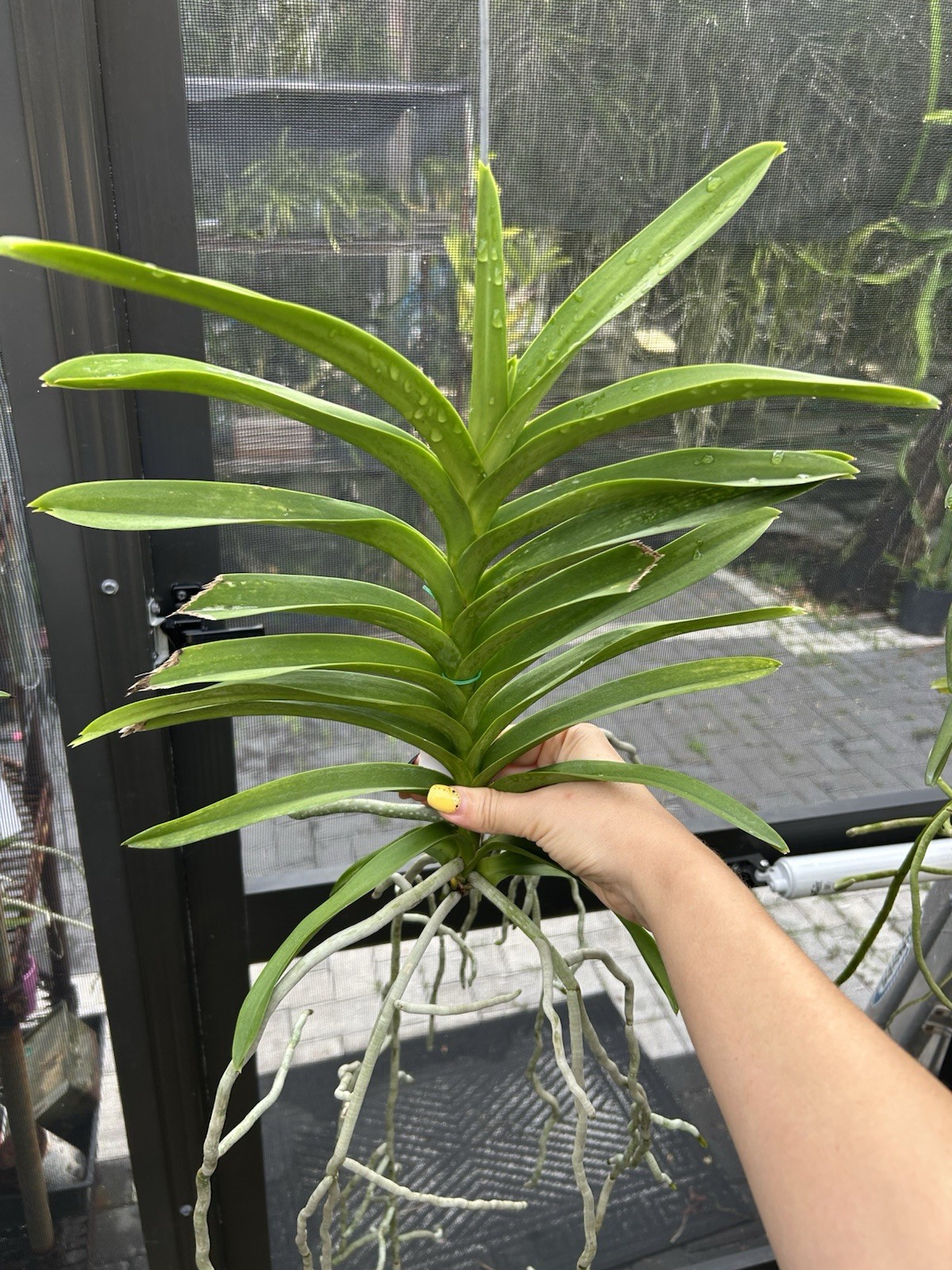 Vanda Mem. Erika Heuring , Purple fragrant Orchids