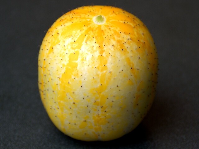 Lemon Cucumber Seed, HEIRLOOM – NON GMO, Fresh Seeds for Your Garden, A FAVORITE