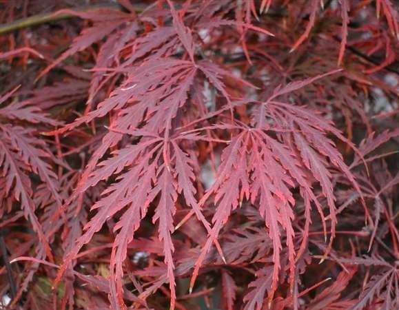 Crimson Queen Japanese Maple Tree – Live Plant – ( 2.5 QT )