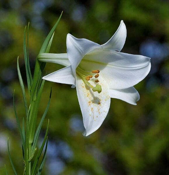 Lilium formosanum | Formosan Lily | Taiwanese Mountain Lily | 10 Seeds