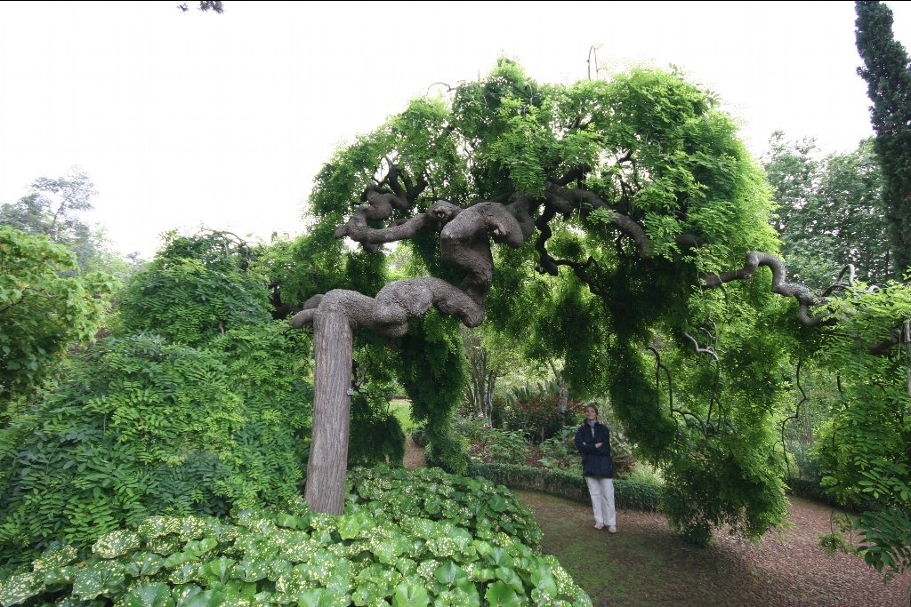 Japanese Pagoda, Sophora japonica, Tree Seeds