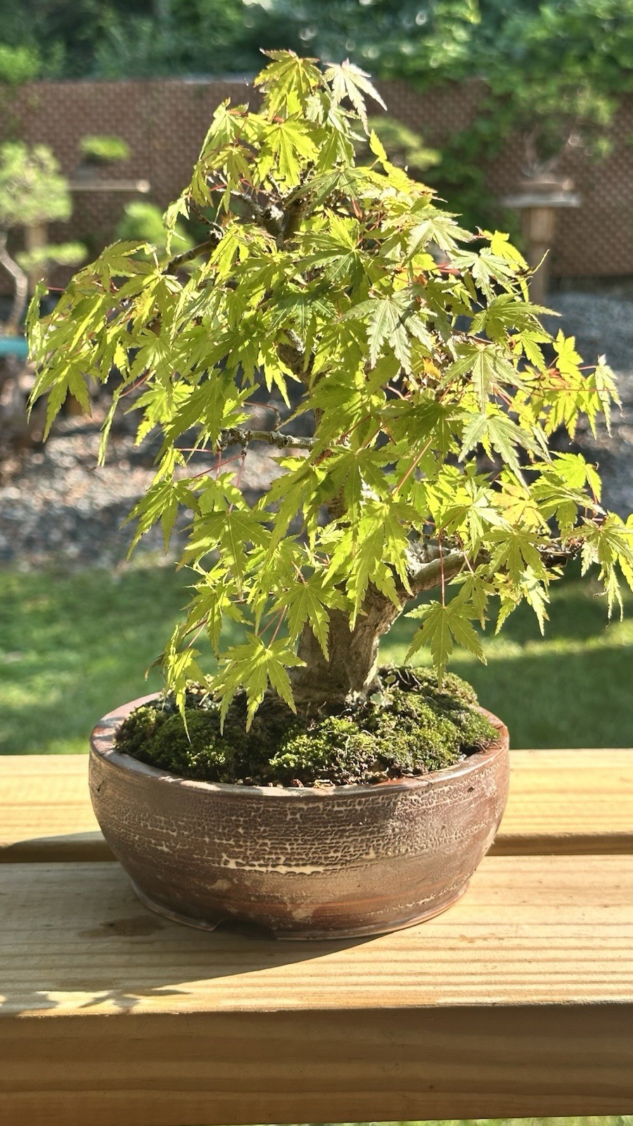Shohin Momji Red Maple on High Quality American Pot
