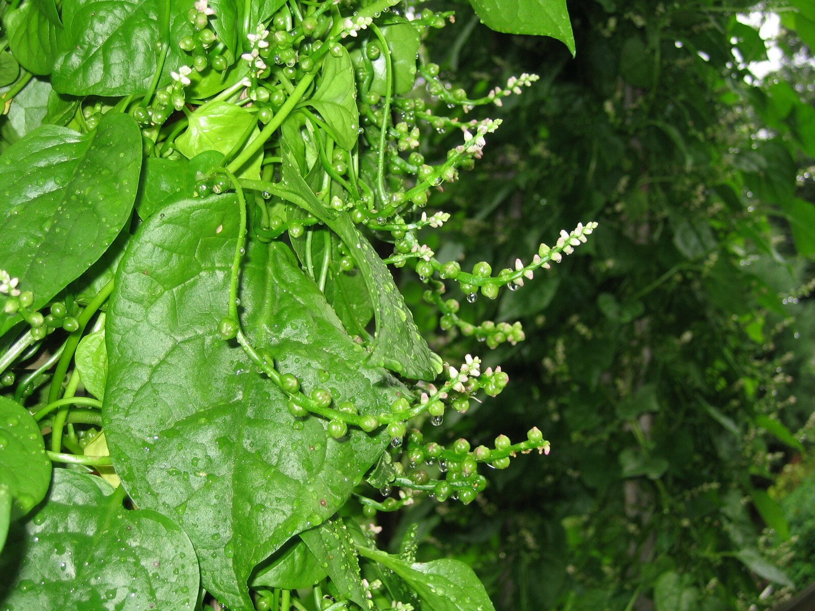 Malabar Spinach 200 Organic Seeds (green stem) Delicious Basella alba