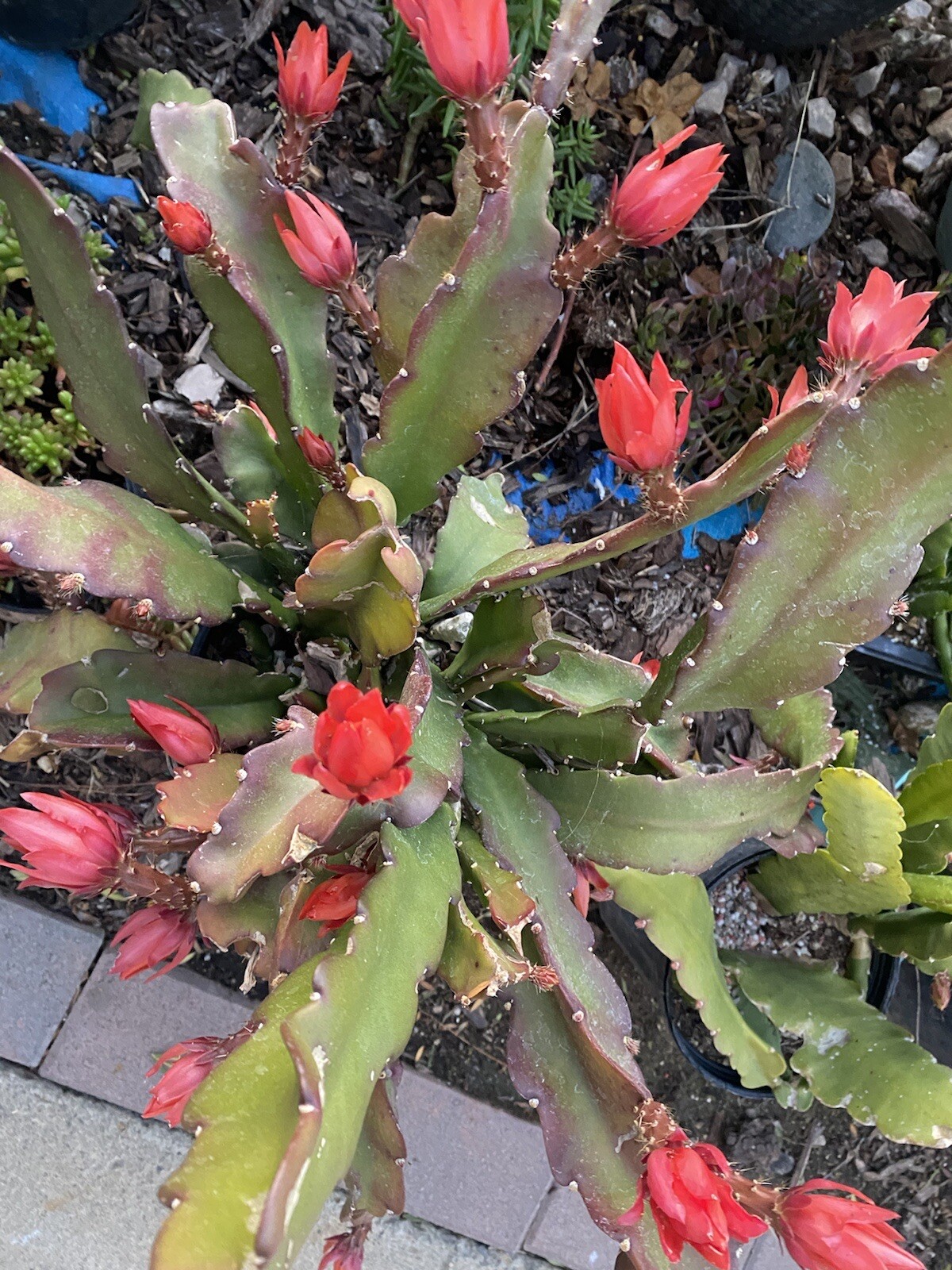 RED Orchid Cactus Epiphyllum, ‘Disocactus Ackermannii’ 3 Cuttings 4’-8’ long