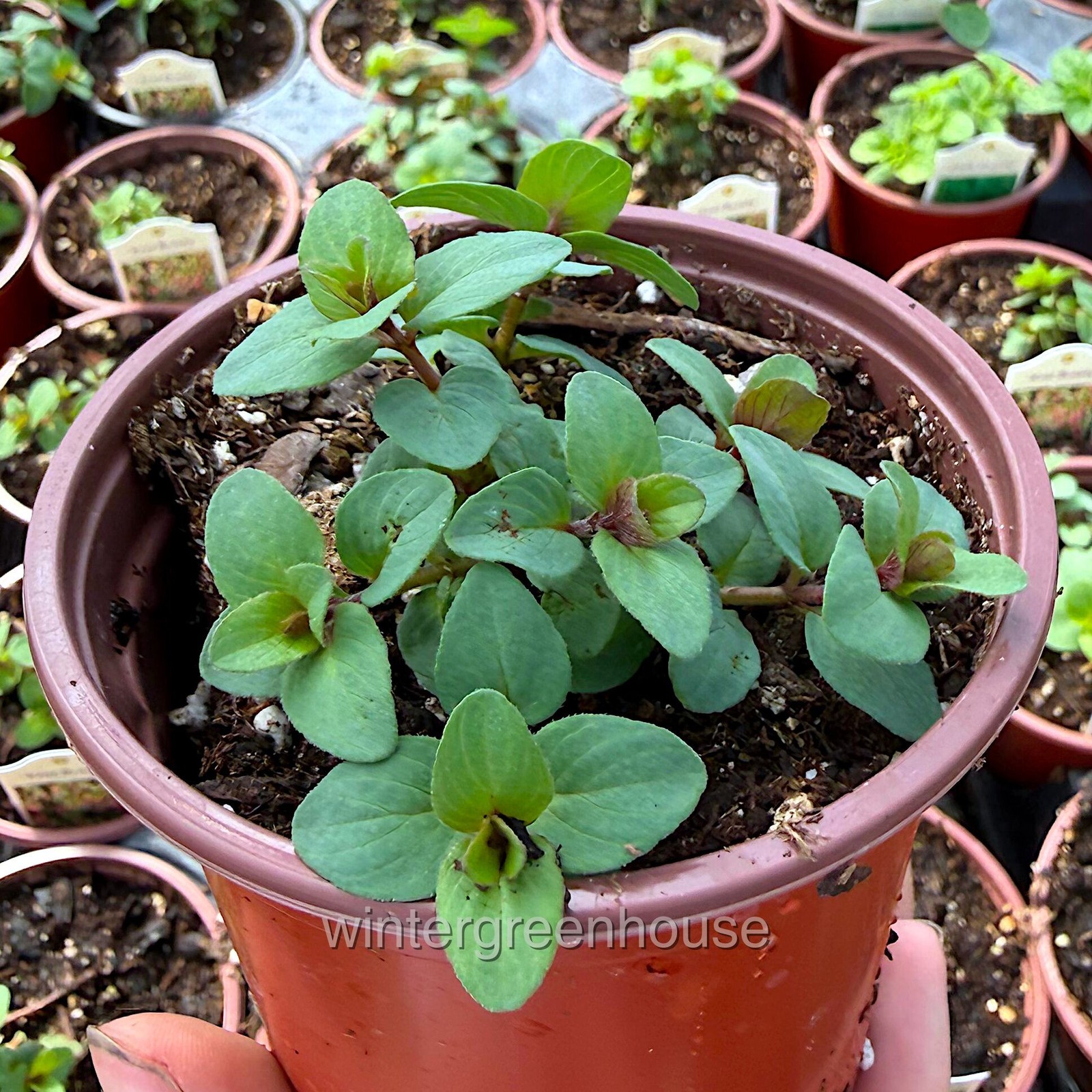 Oregano Ornamental, Kirigami, Container Size: 3.5″