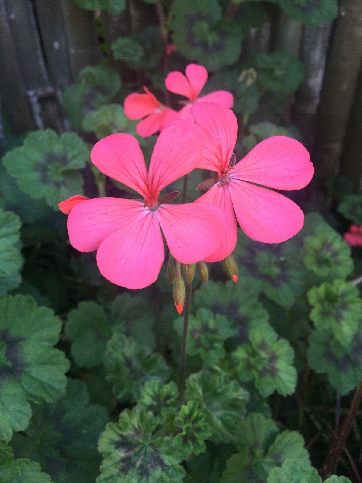 ORANGE PINK PELARGONIUM ZONAL GERANIUM FRESH LIVE PLANT 4 X 6″ STARTER CUTTINGS