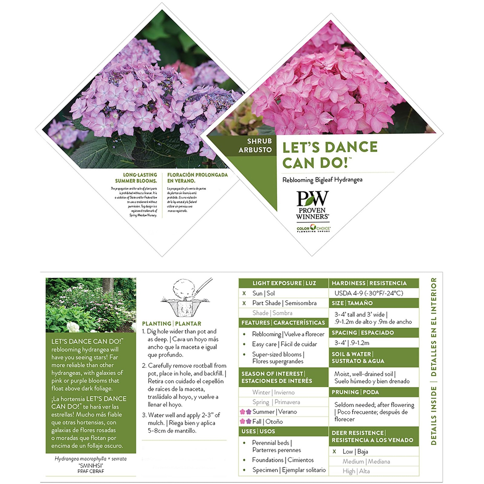 Proven Winners 2 Gal. Lets Dance Can Do Hydrangea Shrub 18133