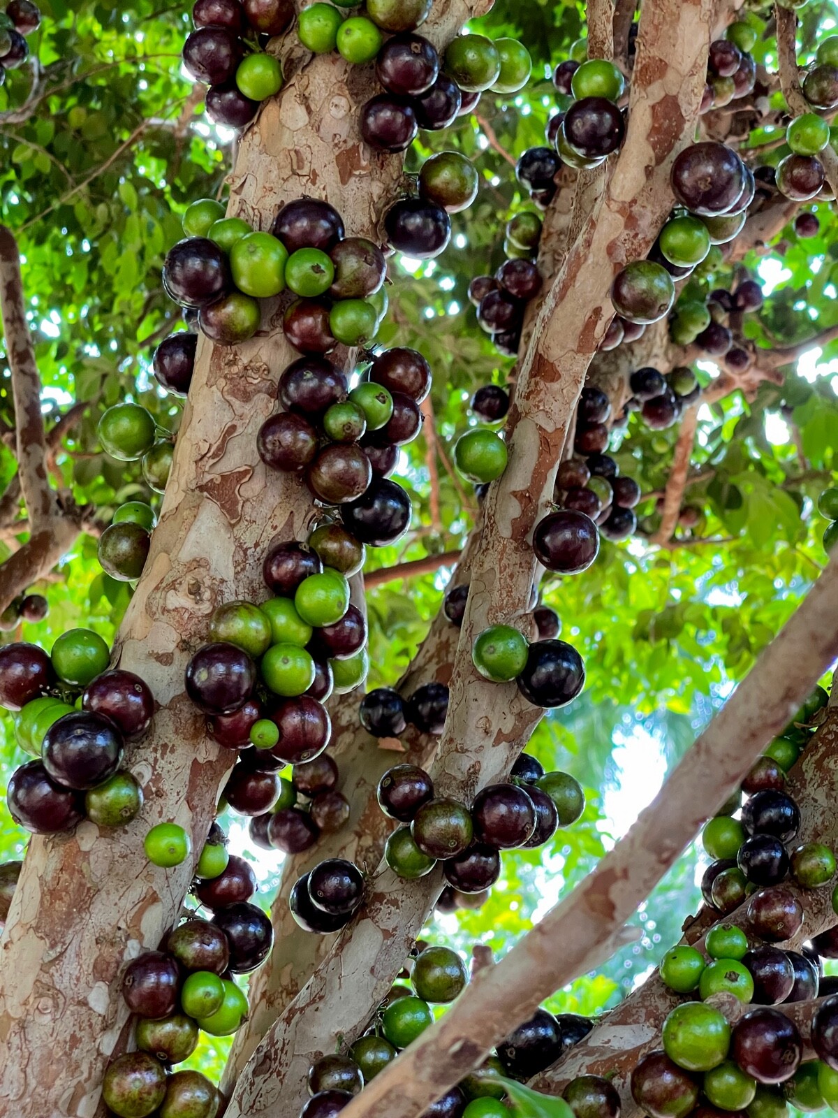 Jaboticaba Plinia Cauliflora Brazilian Sabara Grape Seedling Plant Fruit Tree
