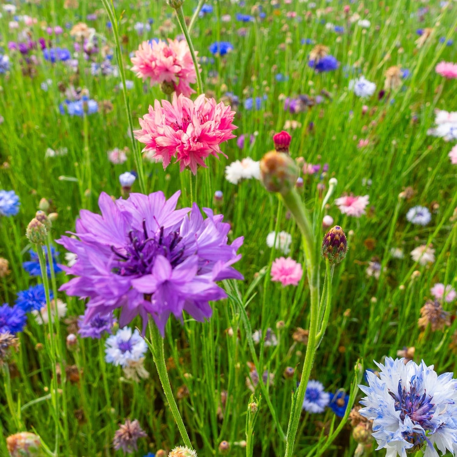 Bachelors Buttons Seeds – 500 Non-GMO Flower Seeds for Vibrant Blooms