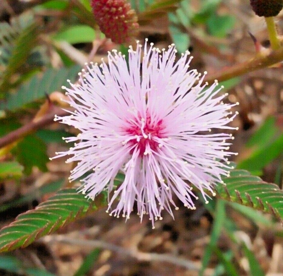 SENSITIVE PLANT Seeds BULK *FREE Shipping!* Mimosa pudica Herb Shy Plant Seeds
