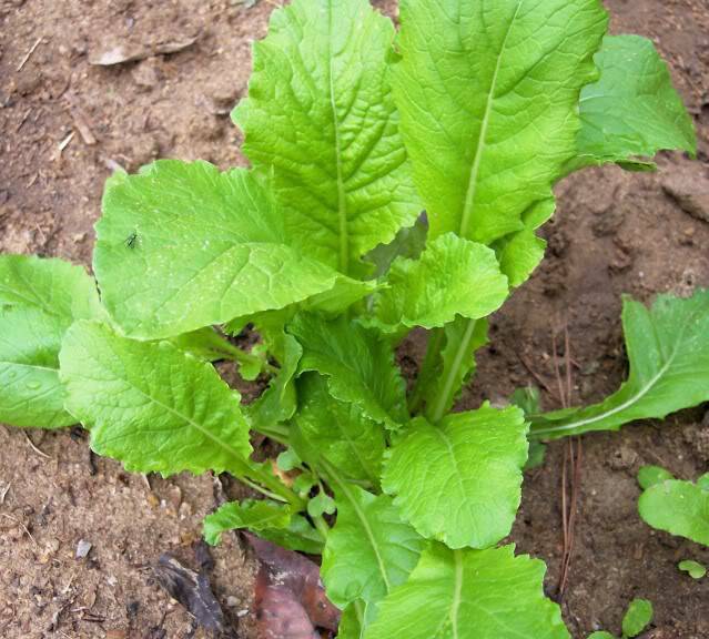 TURNIP SEED,TURNIP, SEVEN TOP, HEIRLOOM, 1000 SEEDS, NON GMO,VEGATABLE