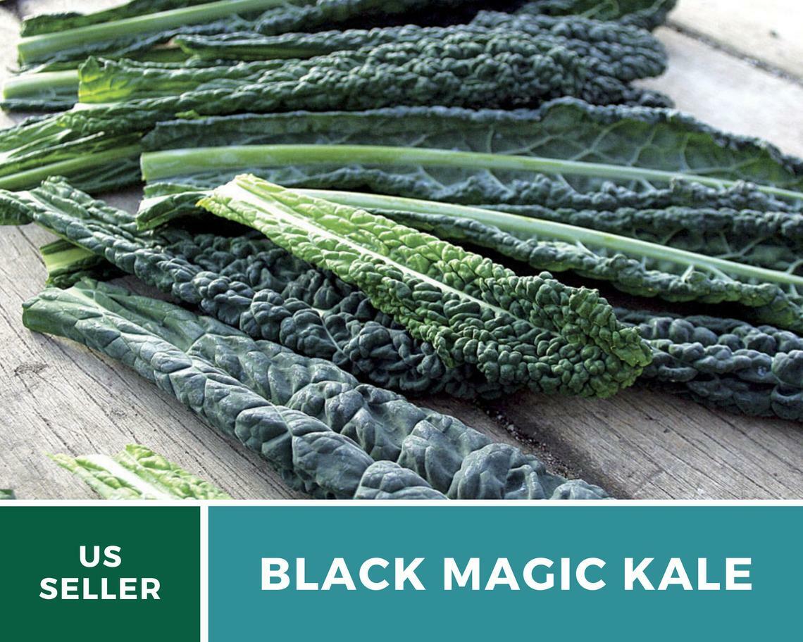 Kale, Black Magic – 100 Seeds – Sow Spring/Summer – NonGMO (Brassica oleracea)
