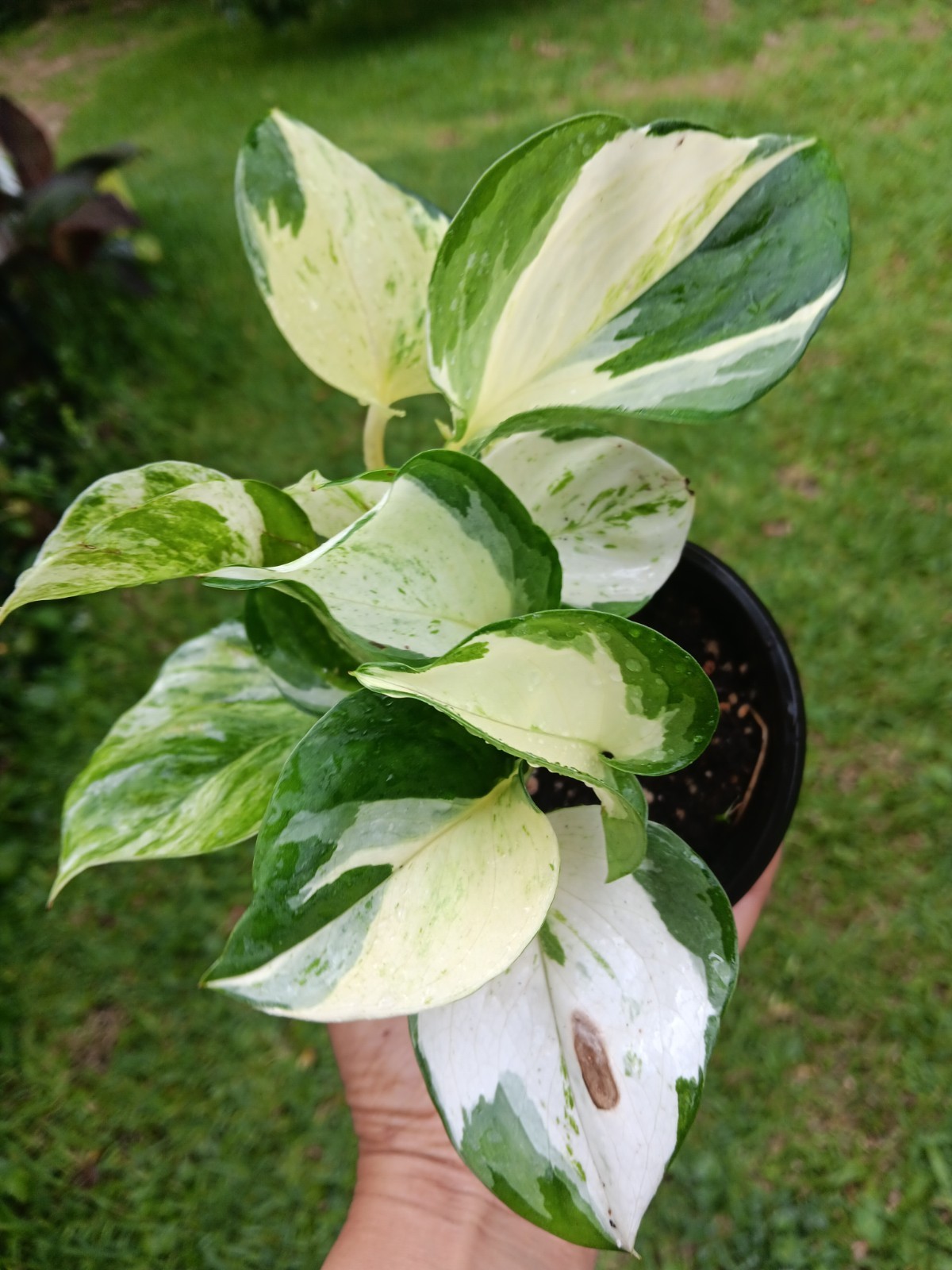 Pothos Epipremnum Manjula – 3.5″ pot – actual plant