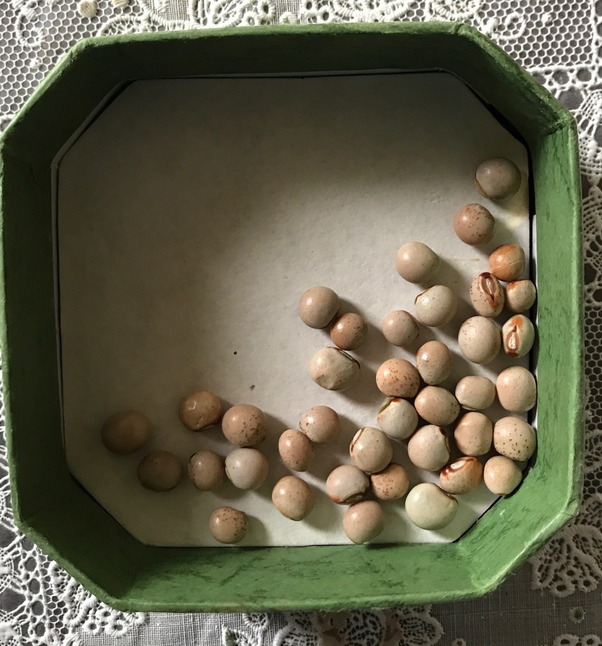 35 seeds- Pigeon Peas (Cajanus Cajun) Perennial Legumes – Free Shipping