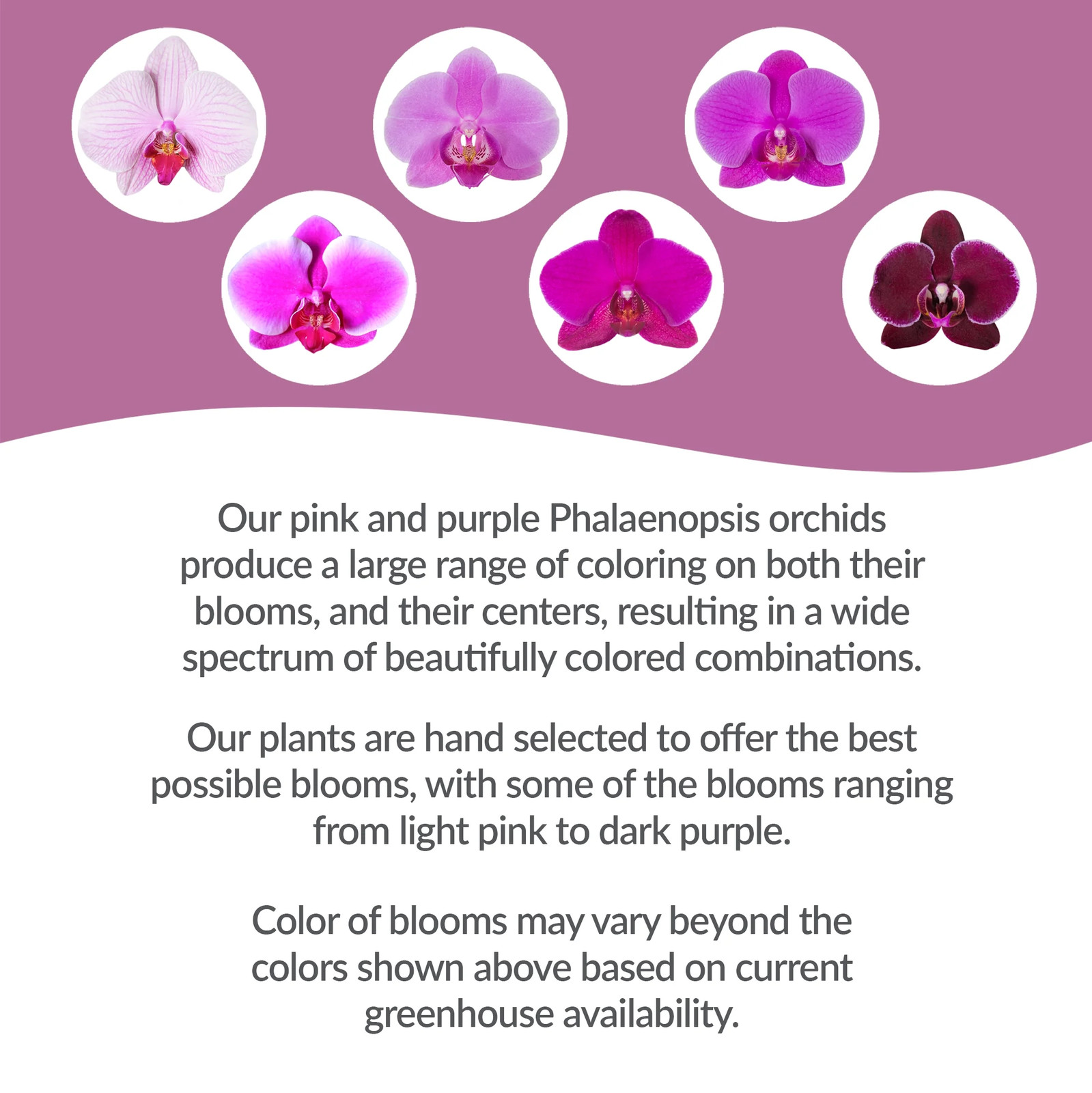 16-30″ Tall Premium Pink Purple Orchid in 5″ Decorative Clay Pot
