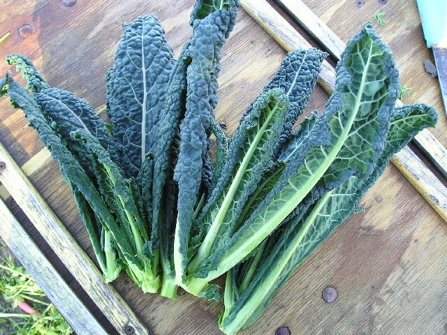 100 Lacinato or Dinosaur Kale Seeds Heirloom NON-GMO Fresh Seeds for Your Garden
