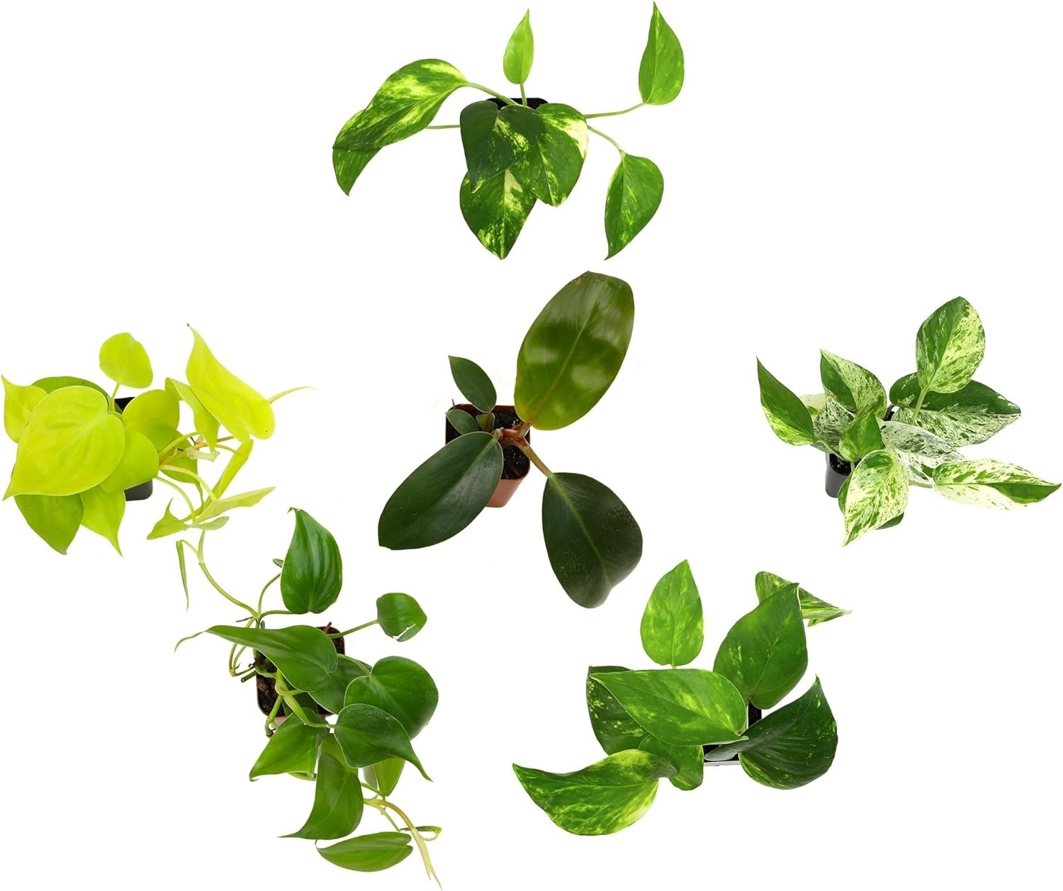 Pothos & Philodendron 6-Pack – Live Indoor House Plants]