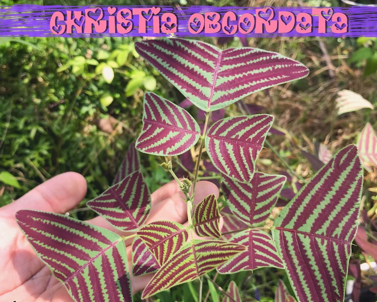 Organic LARGE LEAF Christia Obcordata or Butterfly Wing Plant or Swallowtail