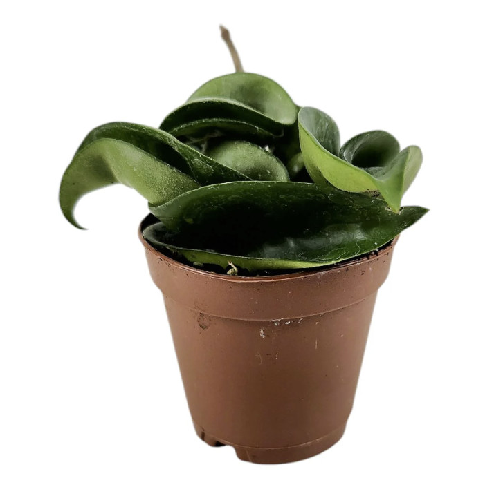 Hoya Carnosa Compacta Krinkle Kurl Hindu Rope Live Indoor Houseplant (3 Pack)