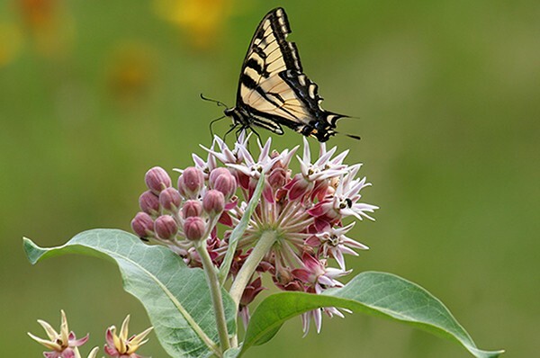 50+ Showy Milkweed Seed, FOOD FOR BUTTERFLIES AND HUMMINGBIRDS, Only Fresh Seeds
