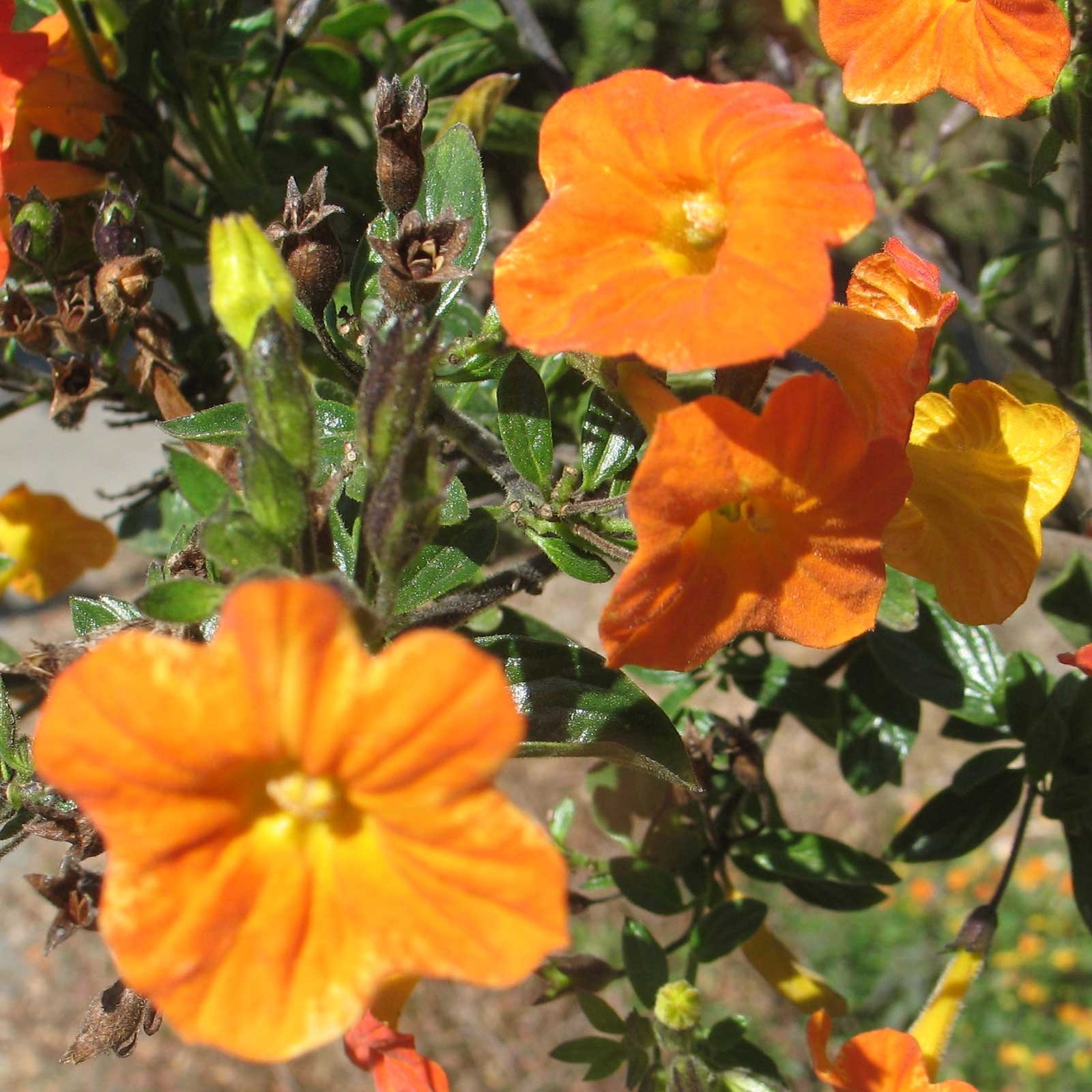 Streptosolen jamesonii | Marmalade Bush | Orange Browallia |Firebush | 20_Seeds