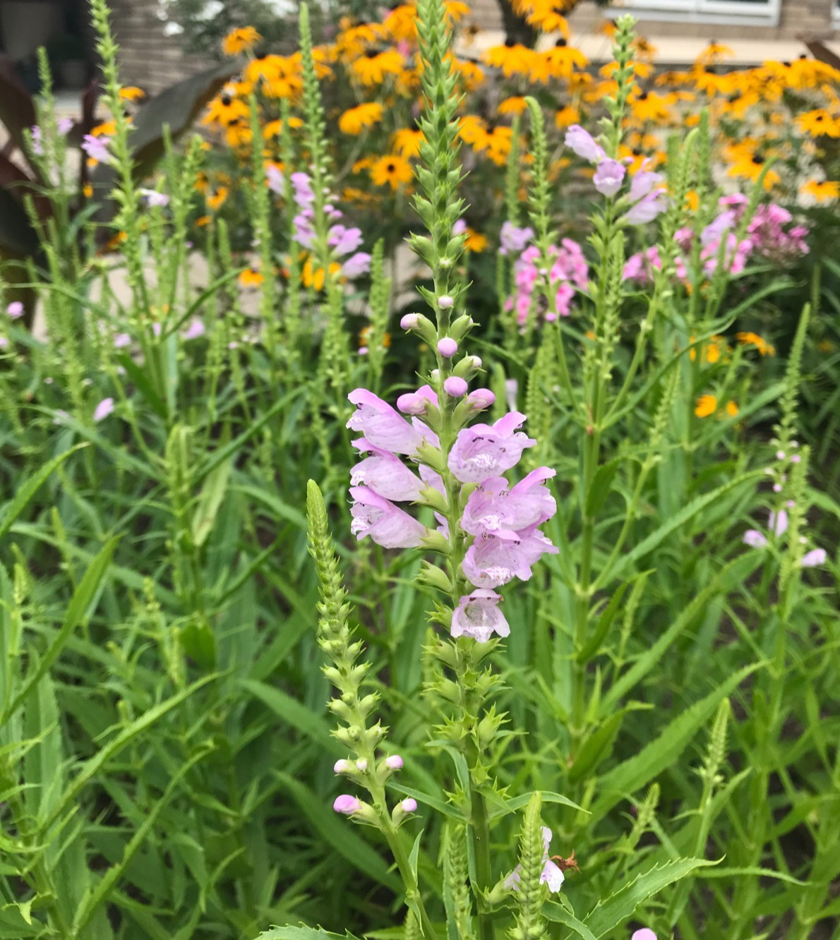 10 Live Plants Obedient Plant, Physostegia Virginiana PERENNIAL Bare Roots