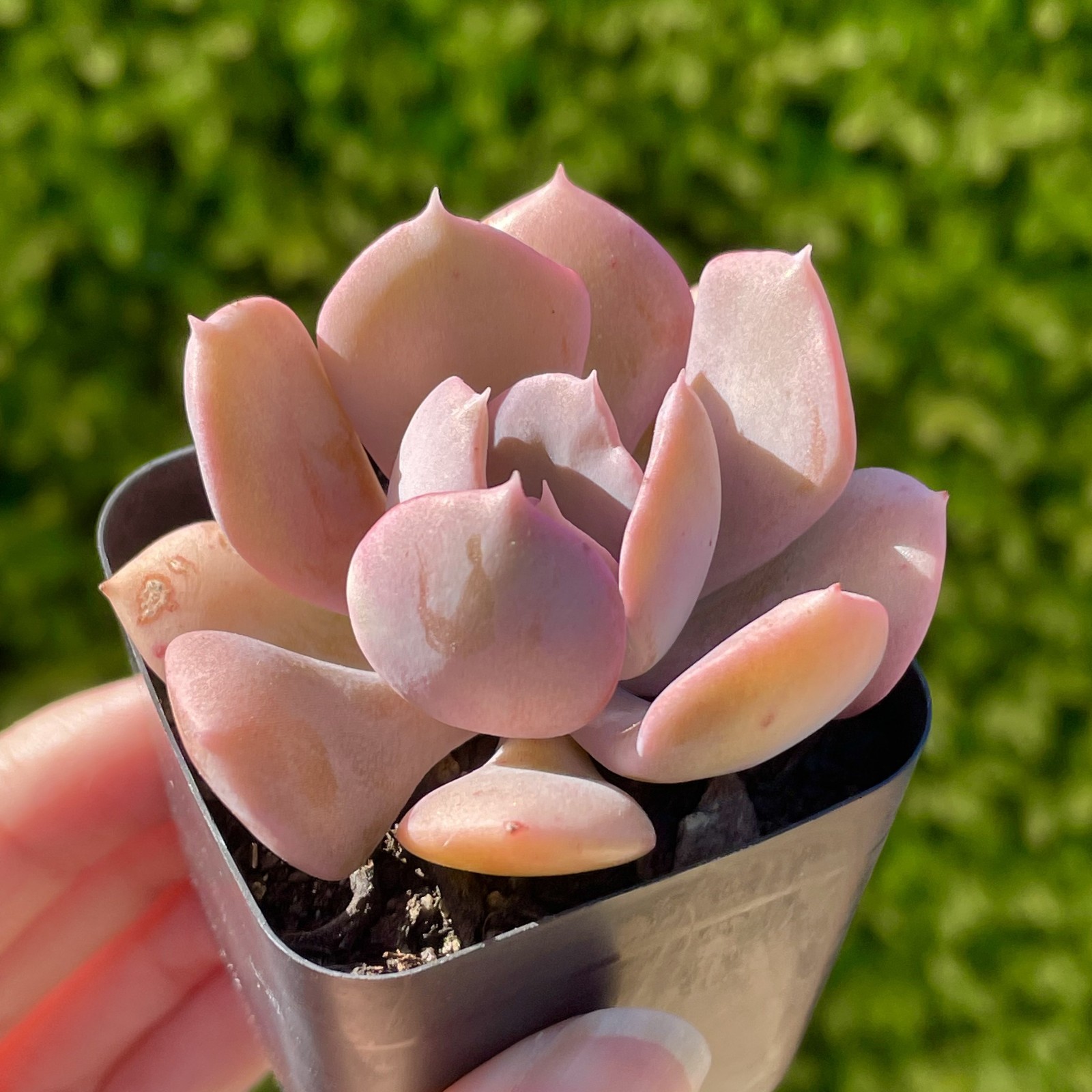 Rare Pink Succulent Echeveria Misty Lilac Rooted Live Plant Home Decor 1-2 Inch